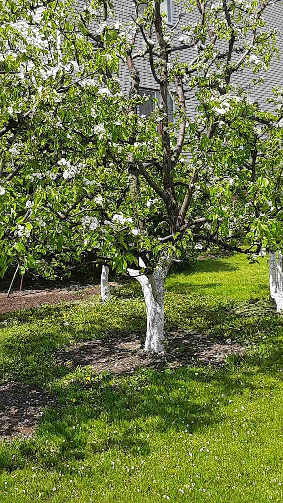 Продажа дома из красного кирпича, 17 соток. От Киева 900м